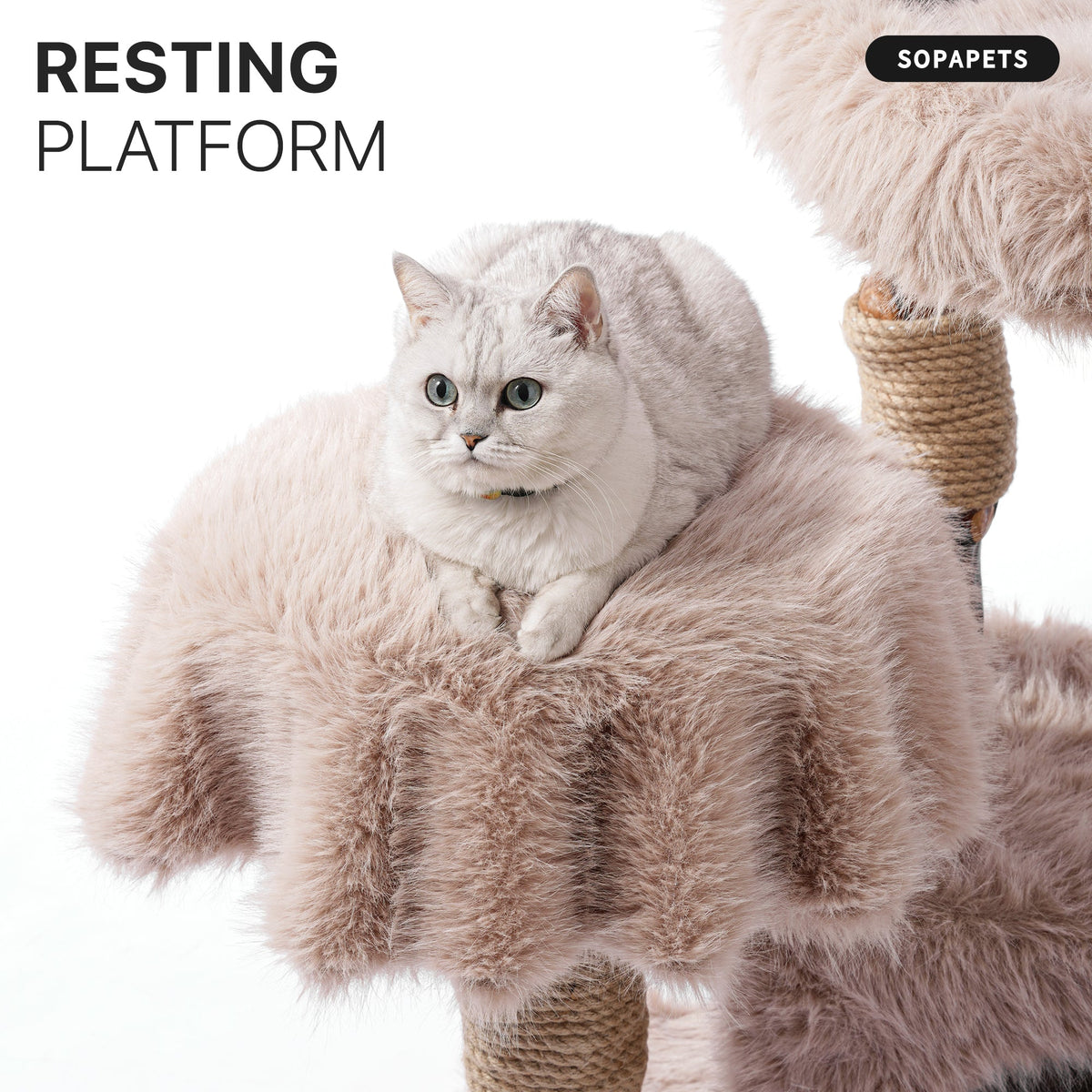 Natural Wood Cat Tree for Large Cats with Condo - Beige — image 12