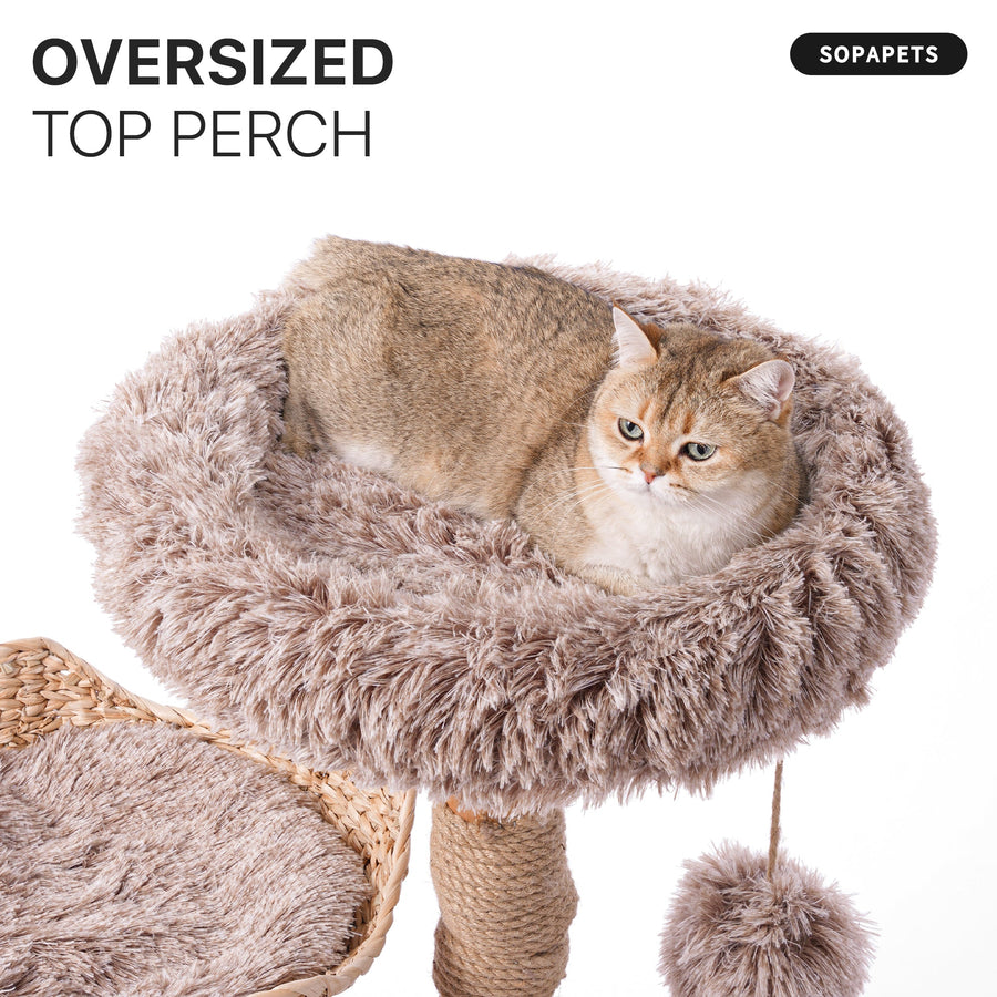 Cat resting in a roomy circular top perch