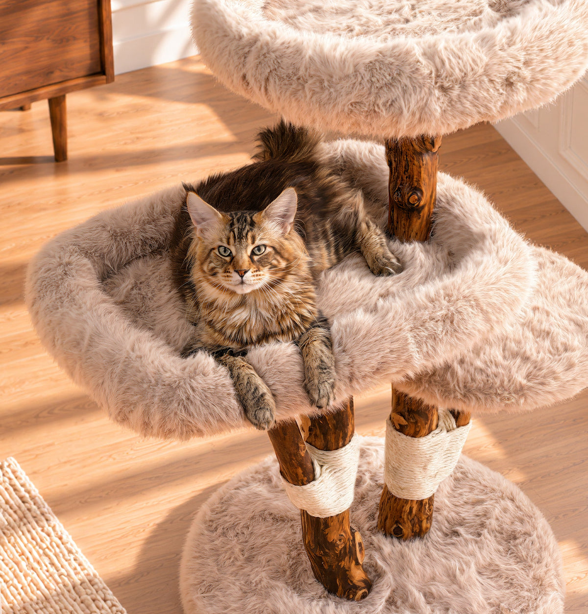 Adult cat resting on a roomy padded cat tree platform