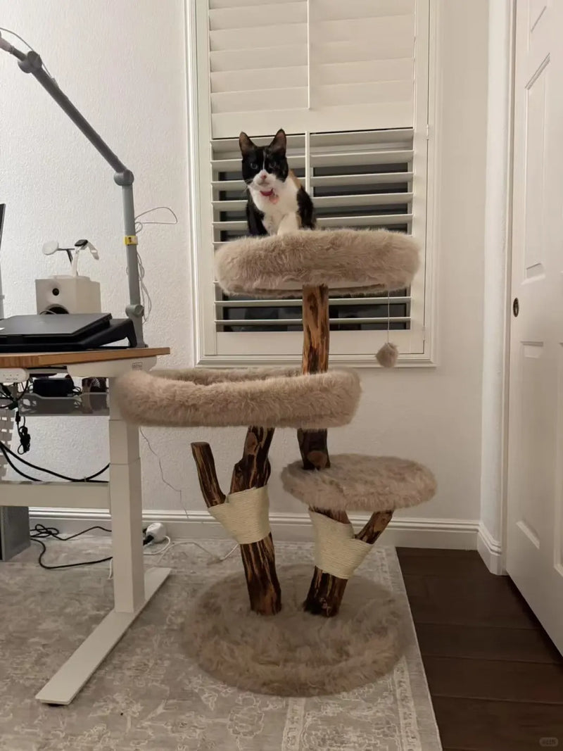 Tuxedo cat on a natural wood cat tree