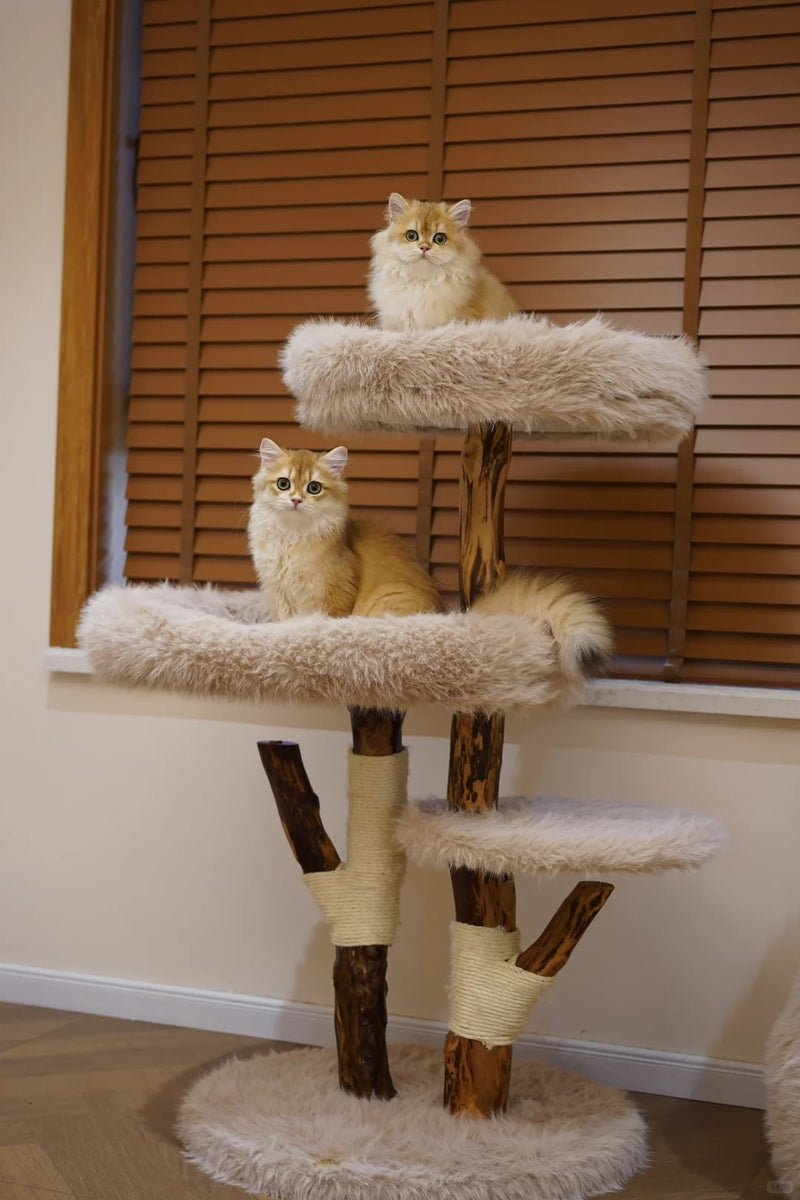 Two golden cats on separate plush perches