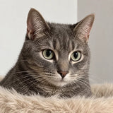 Close-up portrait of a customer cat from SOPAPETS review 06