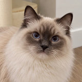 Close-up portrait of a customer cat from SOPAPETS review 08