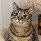 Close-up portrait of a customer cat from SOPAPETS review 09