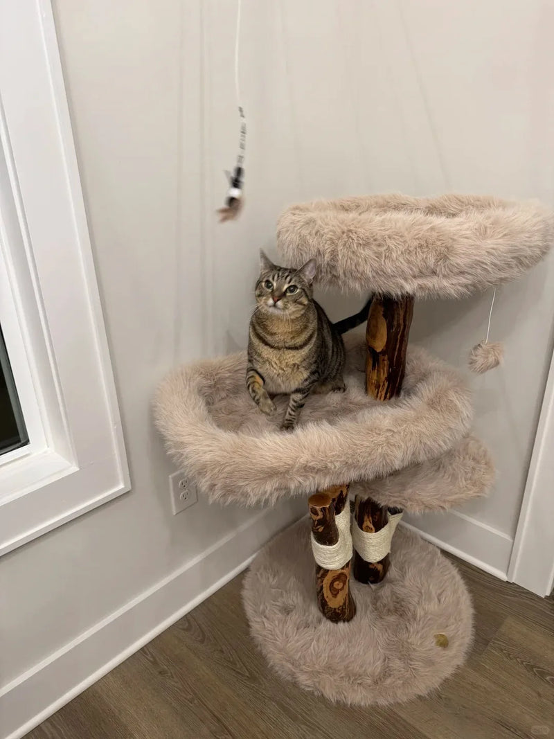 Tabby cat sitting on a plush platform of a compact natural wood cat tree
