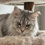 Close-up portrait of a customer cat from SOPAPETS review 10
