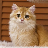 Close-up portrait of a customer cat from SOPAPETS review 11
