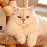 Close-up portrait of a customer cat from SOPAPETS review 12