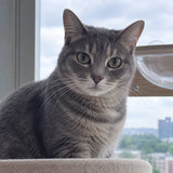 Close-up portrait of a customer cat from SOPAPETS review 14