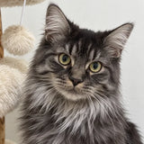 Close-up portrait of a customer cat from SOPAPETS review 15