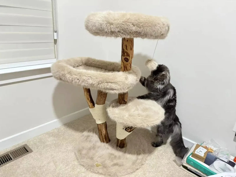 Large gray Maine Coon exploring a compact natural wood cat tree