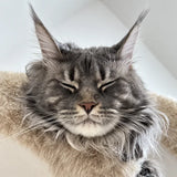 Close-up portrait of a customer cat from SOPAPETS review 16