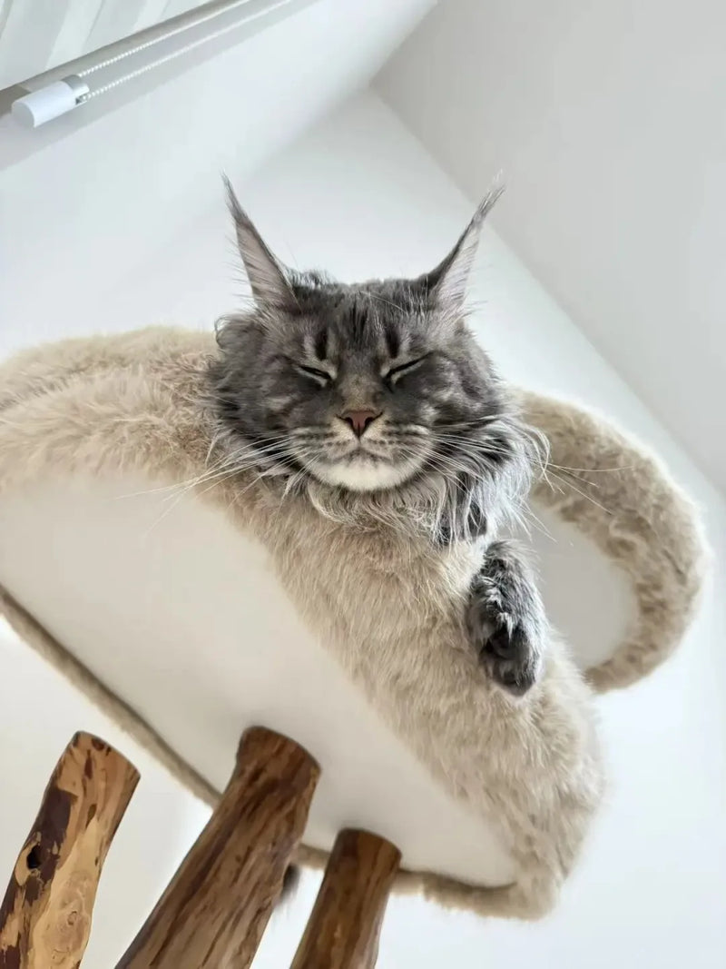 Gray Maine Coon resting comfortably on an oversized plush cat tree perch