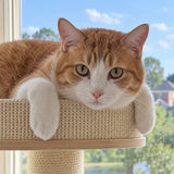 Close-up portrait of a customer cat from SOPAPETS review 17