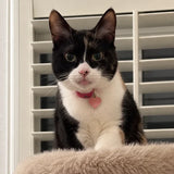 Close-up portrait of a customer cat from SOPAPETS review 18