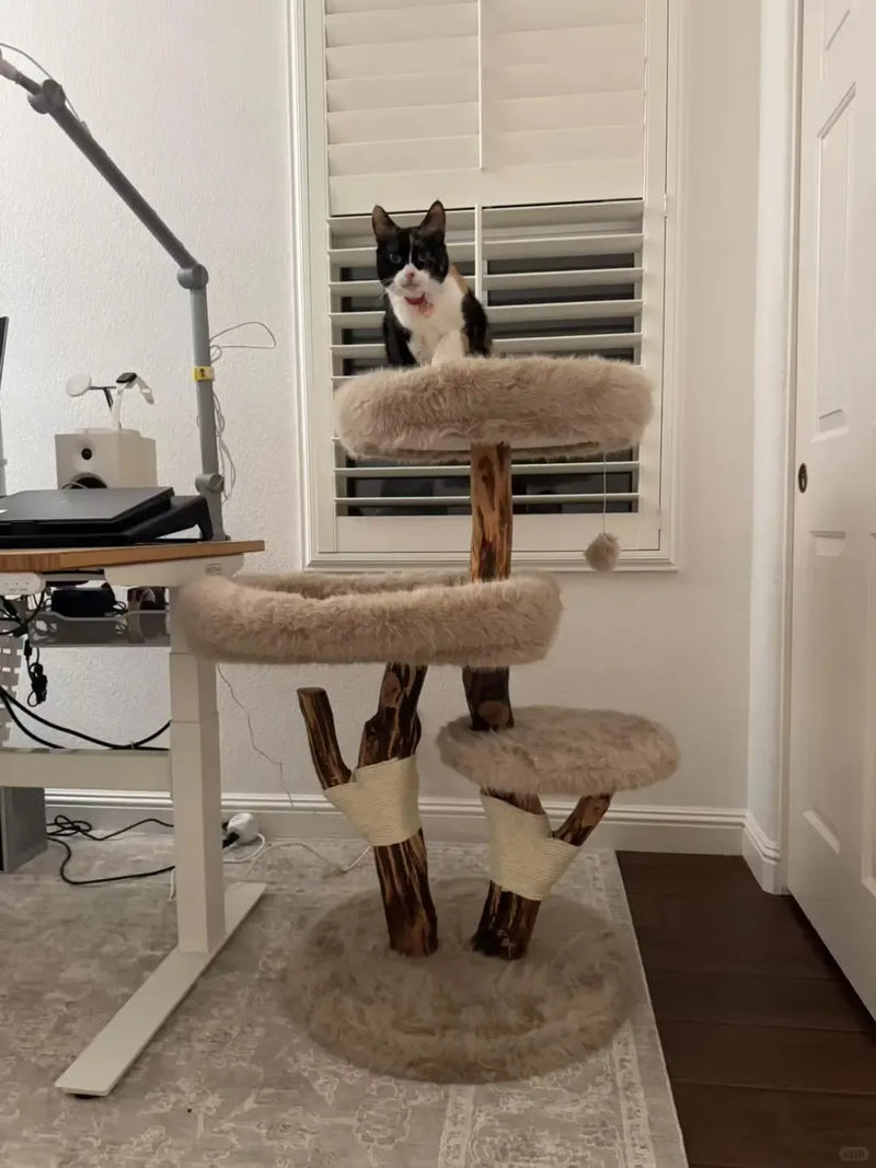 Black-and-white tuxedo cat sitting on the top perch of a natural wood cat tree
