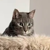 Cat portrait cropped from customer photo 2