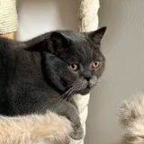 Cat portrait cropped from customer photo 2
