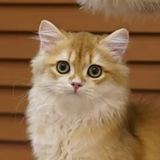 Cat portrait cropped from customer photo 3
