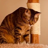 Cat portrait cropped from customer photo 4