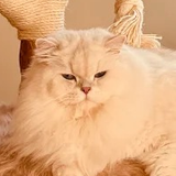 Cat portrait cropped from customer photo 4