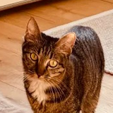 Cat portrait cropped from customer photo 4