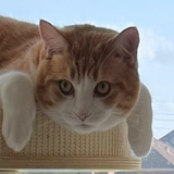 Cat portrait cropped from customer photo 5